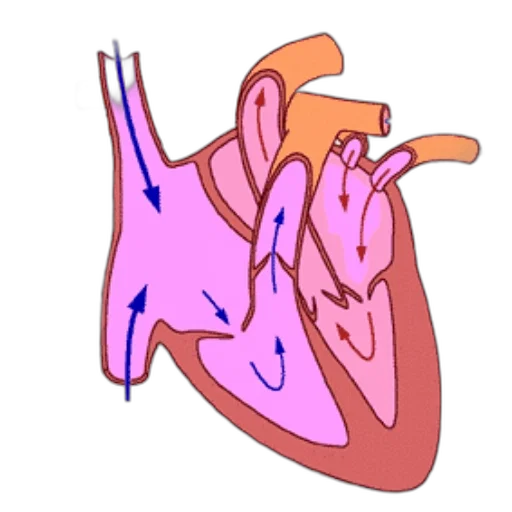face, jewelry, concept art, cartoon, 3d render, diagram, human, heart transparent PNG cut-out