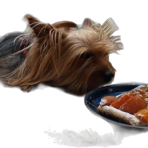 food, animal, photorealistic, 3d render, cute, dog, sits, table transparent PNG cut-out