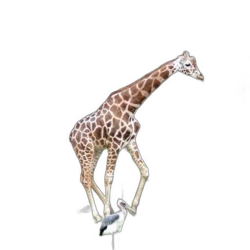 animal, creature, staff, shoes, concept art, 3d render, photorealistic, watercolor transparent PNG cut-out