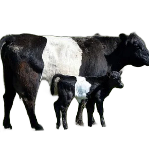 animal, food, creature, jewelry, photorealistic, 3d render, concept art, oil painting transparent PNG cut-out