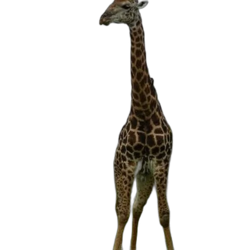animal, creature, staff, dress, concept art, 3d render, photorealistic, fantasy art transparent PNG cut-out