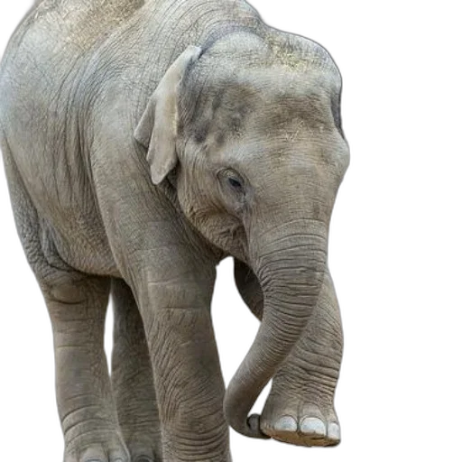 animal, creature, staff, face, photorealistic, 3d render, concept art, young transparent PNG cut-out