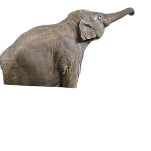 animal, creature, hat, staff, 3d render, photorealistic, concept art, elephant transparent PNG cut-out