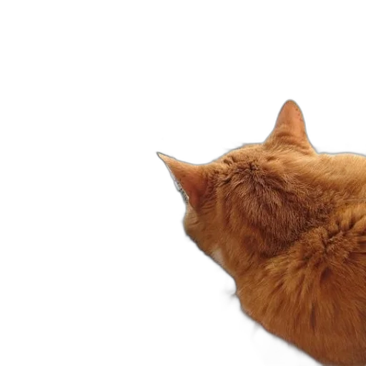 animal, creature, staff, hat, photorealistic, 3d render, cat, sitting transparent PNG cut-out