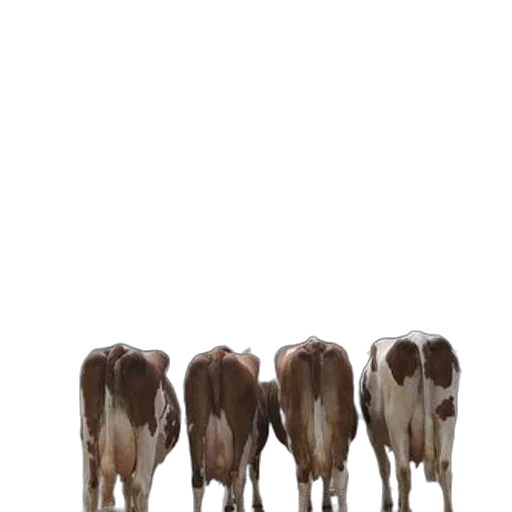 animal, food, staff, furniture, concept art, 3d render, photorealistic, three transparent PNG cut-out