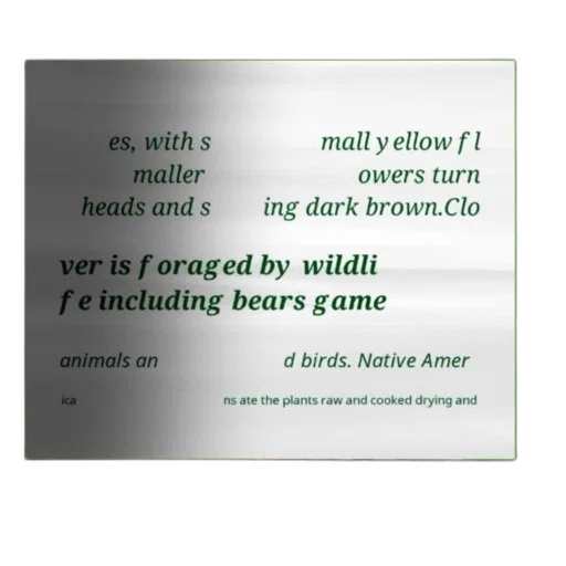 animal, forest, green, text, overlay, blurred, background, discusses transparent PNG cut-out