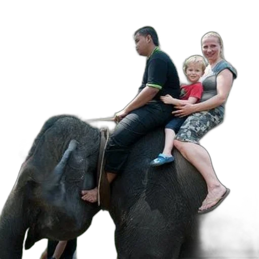 animal, family, enjoys, ride, elephant, lush, green, setting transparent PNG cut-out