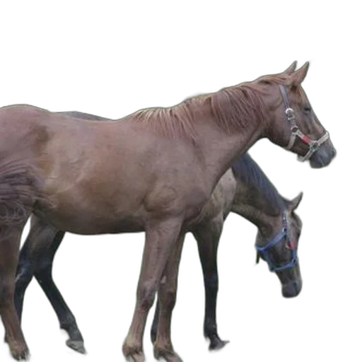 animal, staff, creature, crown transparent PNG cut-out