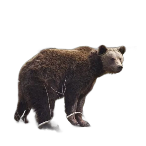 animal, creature, staff, weapon, concept art, photorealistic, 3d render, brown transparent PNG cut-out