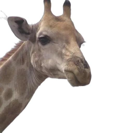animal, creature, face, photorealistic, 3d render, giraffe, head, near transparent PNG cut-out