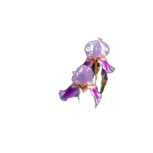 flower, jewelry, crown, creature transparent PNG cut-out