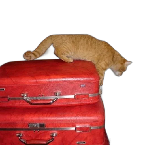 furniture, staff, animal, hat, cat, climbing, top, two transparent PNG cut-out
