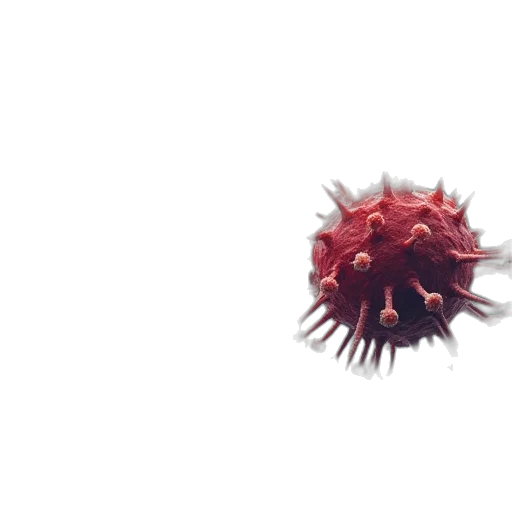 flower, creature, crown, hair transparent PNG cut-out