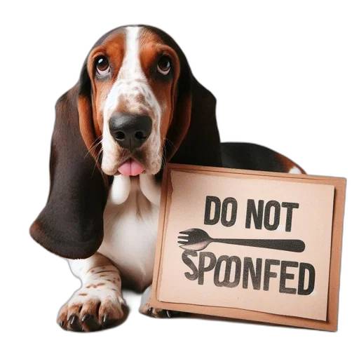 animal, basset, hound, dog, sits, outstretched, front, legs transparent PNG cut-out