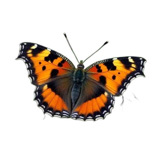 animal, jewelry, crown, creature, 3d render, photorealistic, concept art, oil painting transparent PNG cut-out