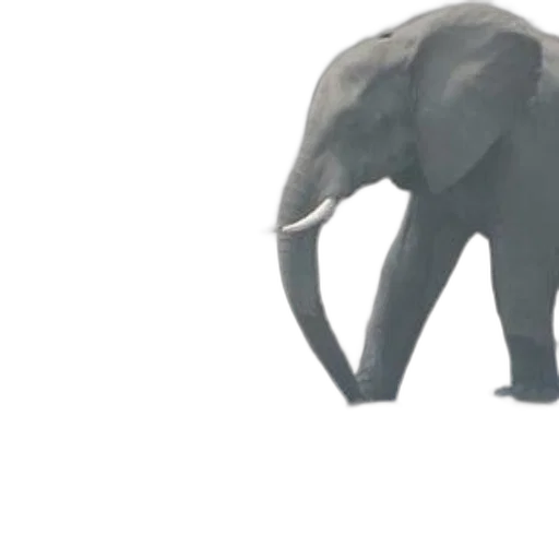 animal, creature, weapon, 3d render, concept art, photorealistic, elephant, drinking transparent PNG cut-out