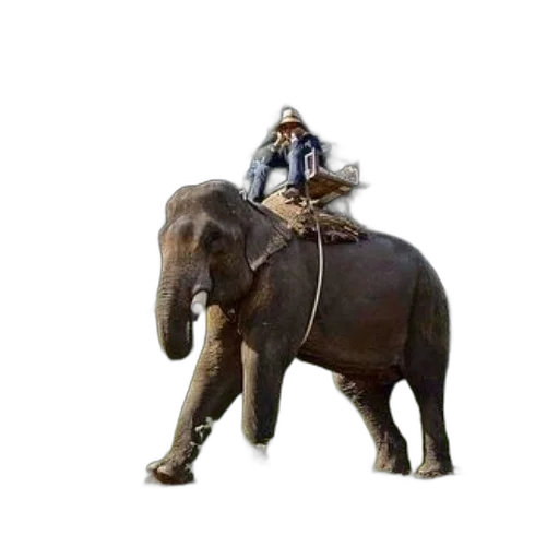 animal, creature, concept art, photorealistic, person, rides, elephant, through transparent PNG cut-out