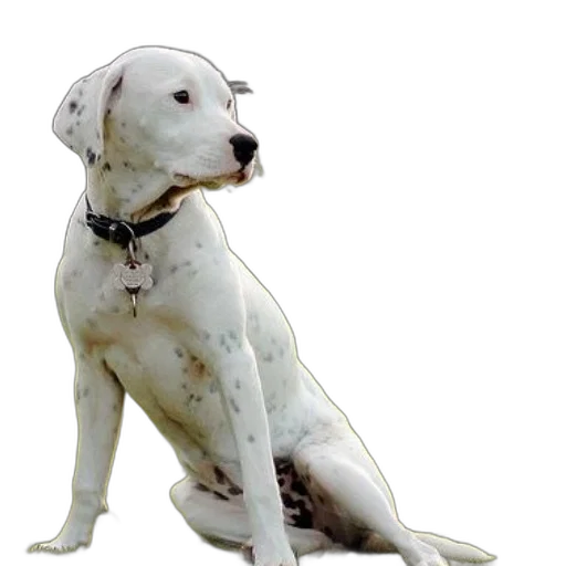 animal, creature, staff, photorealistic, 3d render, concept art, white, dog transparent PNG cut-out