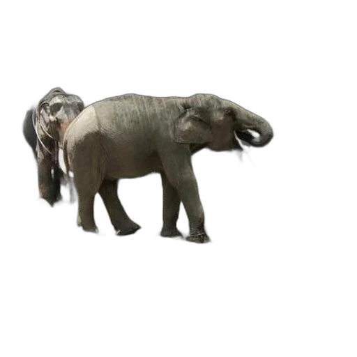 animal, creature, weapon, staff transparent PNG cut-out