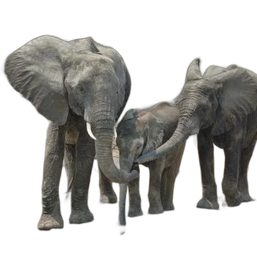 animal, concept art, photorealistic, 3d render, three, elephants, including, young transparent PNG cut-out
