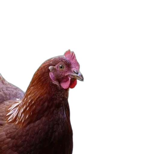 animal, food, creature, face, photorealistic, 3d render, close-up, brown transparent PNG cut-out