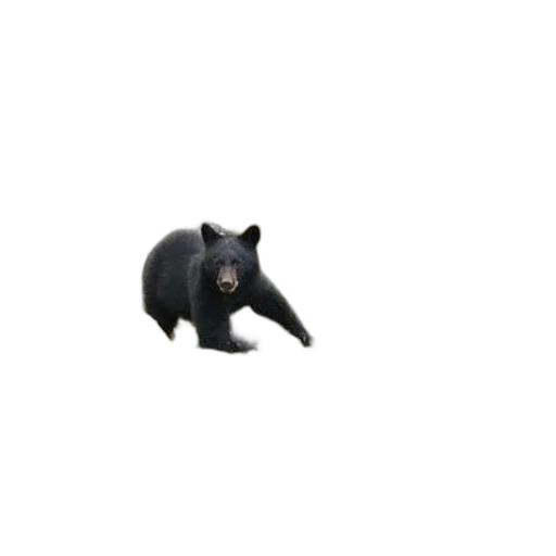 animal, creature, hat, staff, pixel art, 3d render, concept art, photorealistic transparent PNG cut-out