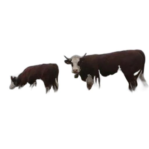 animal, 3d render, concept art, photorealistic, three, cows, grazing, foggy transparent PNG cut-out