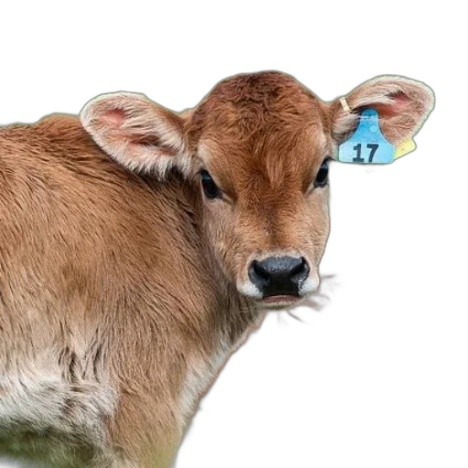 animal, hat, food, photorealistic, concept art, brown, calf, ear transparent PNG cut-out