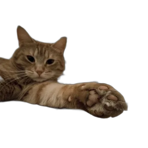 animal, creature, shoes, staff, photorealistic, 3d render, ginger, cat transparent PNG cut-out