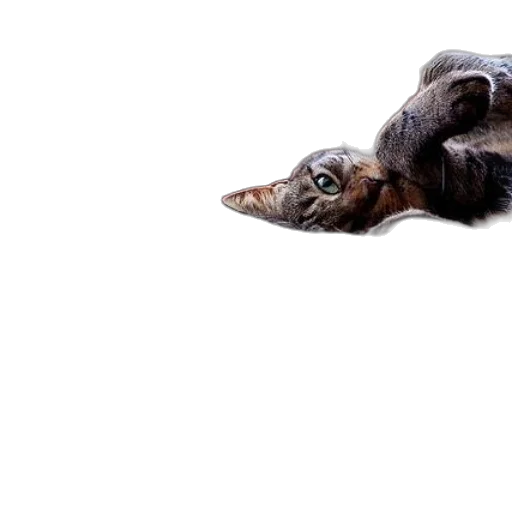 animal, creature, dragon, staff, photorealistic, 3d render, concept art, underwater transparent PNG cut-out