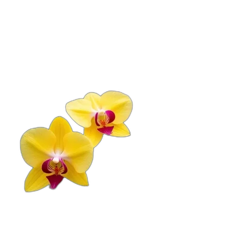 flower, jewelry, crown, food, 3d render, photorealistic, pixel art, oil painting transparent PNG cut-out
