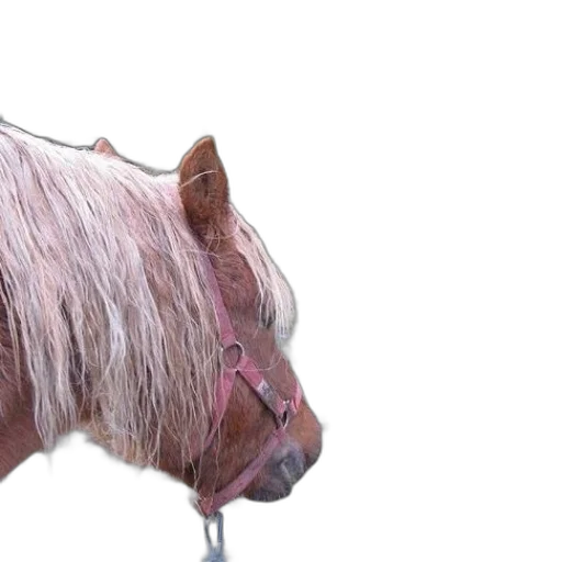 animal, hair, creature, face, photorealistic, 3d render, concept art, horse transparent PNG cut-out