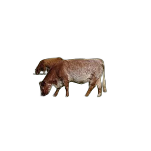animal, creature, food, furniture, 3d render, photorealistic, pixel art, concept art transparent PNG cut-out