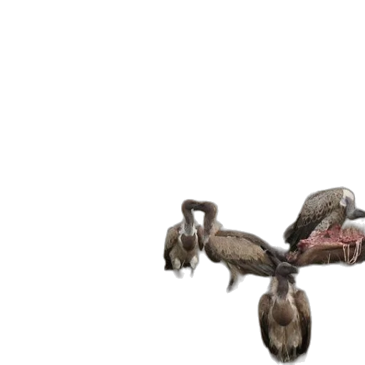 animal, shoes, creature, hair transparent PNG cut-out