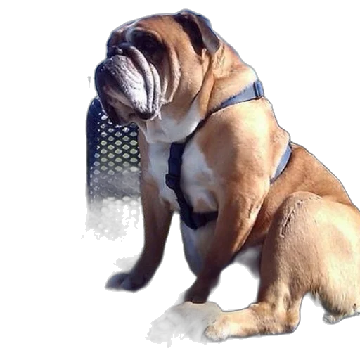 animal, staff, creature, 3d render, photorealistic, brown, white, bulldog transparent PNG cut-out