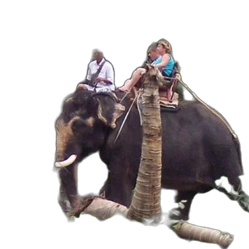 animal, staff, creature, jewelry, photorealistic, concept art, 3d render, oil painting transparent PNG cut-out