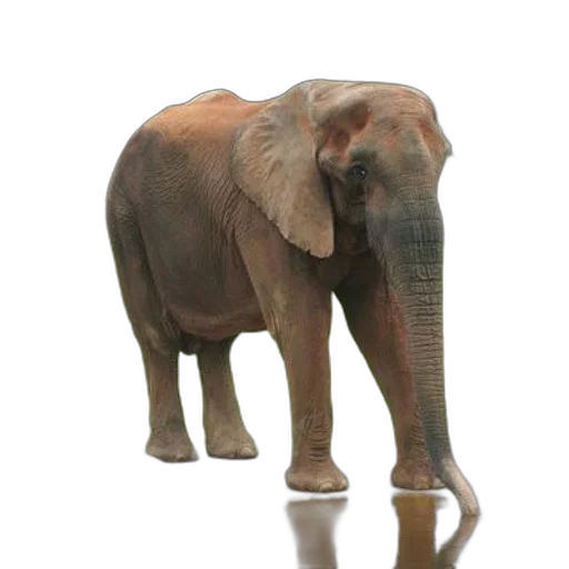 animal, creature, staff, weapon, 3d render, photorealistic, concept art, majestic transparent PNG cut-out