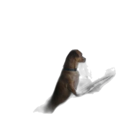 animal, creature, staff, dragon, 3d render, concept art, photorealistic, fantasy art transparent PNG cut-out