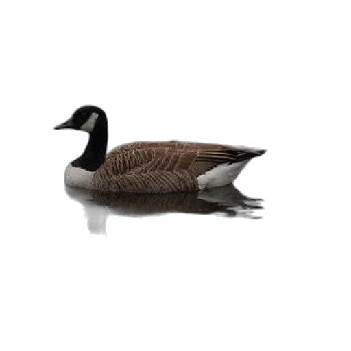 animal, creature, jacket, hat, photorealistic, 3d render, canada, goose transparent PNG cut-out