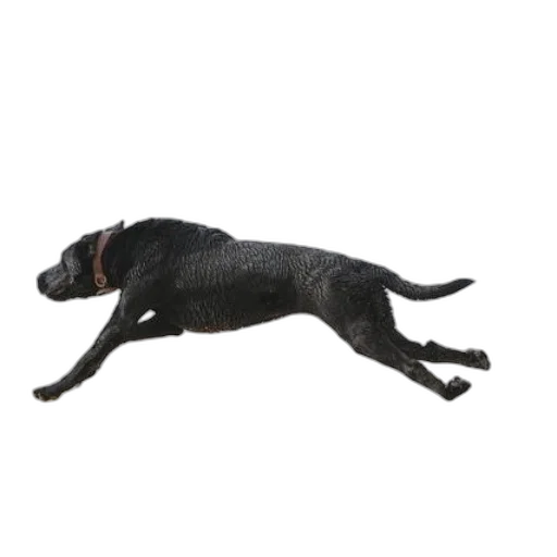 animal, creature, staff, dragon, 3d render, photorealistic, black, dog transparent PNG cut-out