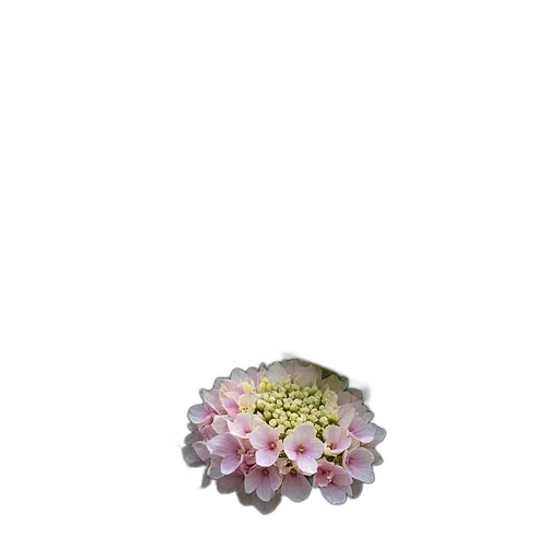 flower, crown, jewelry, staff transparent PNG cut-out