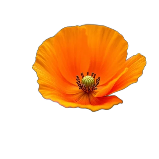 flower, crown, hat, dress transparent PNG cut-out