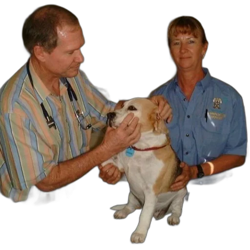 staff, animal, vet, woman, stand, dog, table transparent PNG cut-out