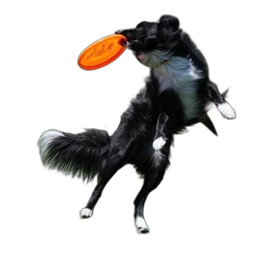 animal, creature, hat, staff, concept art, photorealistic, 3d render, fantasy art transparent PNG cut-out
