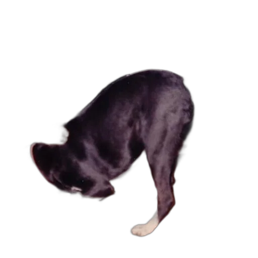 animal, staff, creature, hat, photorealistic, 3d render, concept art, oil painting transparent PNG cut-out