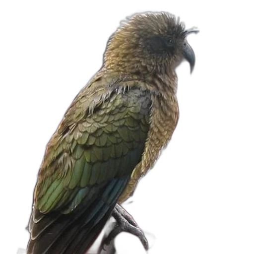 animal, staff, dragon, creature, photorealistic, 3d render, oil painting, concept art transparent PNG cut-out