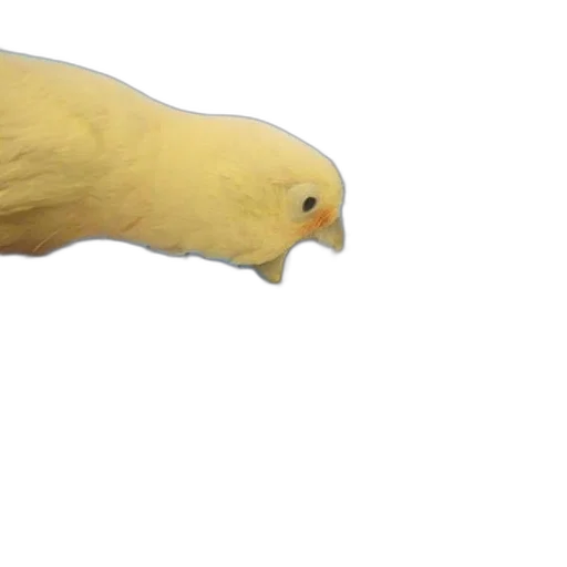 animal, creature, hair, face, 3d render, photorealistic, concept art, watercolor transparent PNG cut-out