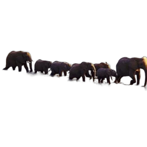 animal, staff, weapon, hair, concept art, elephants, crossing, river transparent PNG cut-out