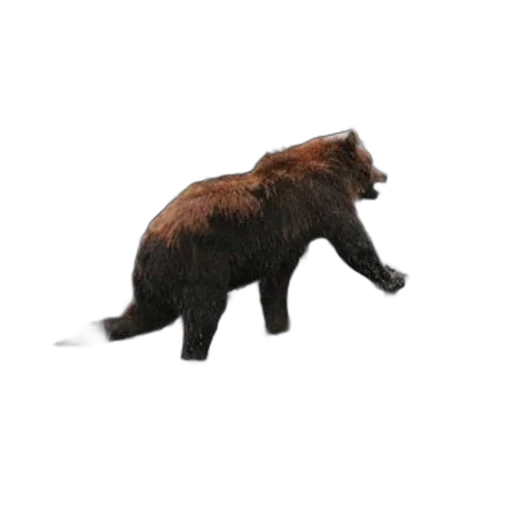 animal, creature, staff, hair, concept art, 3d render, photorealistic, pixel art transparent PNG cut-out