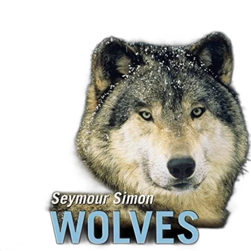 animal, photorealistic, cover, wolves, seymour, simon, featuring, wolf transparent PNG cut-out